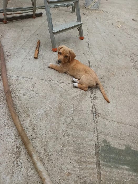 Donam catei băieți