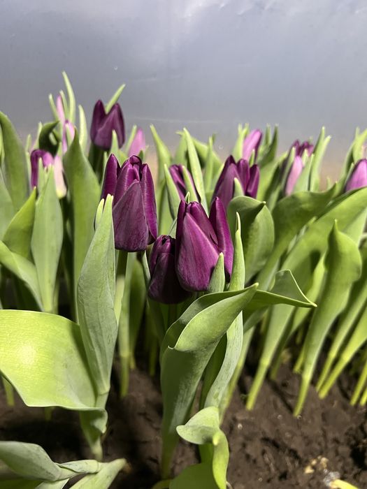 Тюльпаны разных цветов