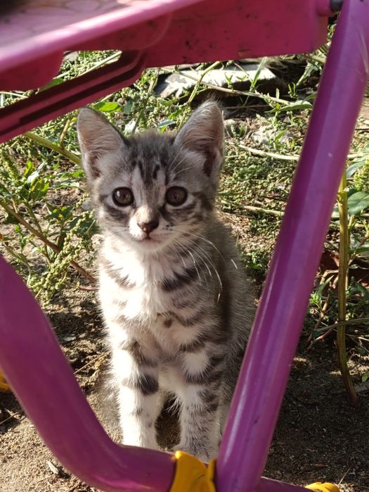 Отдам котят в добрые руки