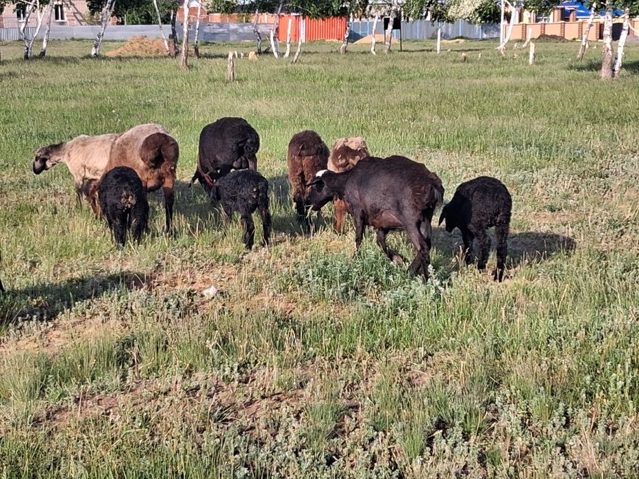 Продам овец с ягнятами