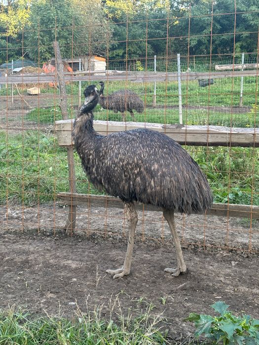 Familie emu de 8 ani! Cu transport