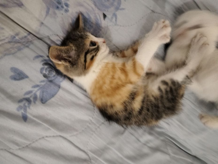 Котёнок трехцветка