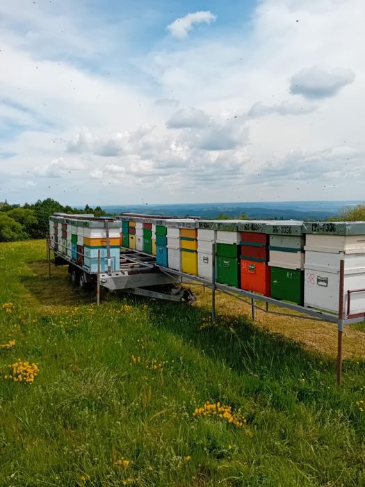 Vand 30 de familii de albine