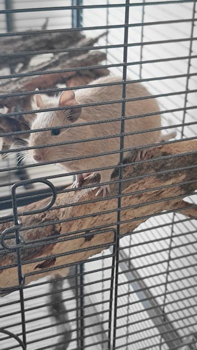 Veverițe Degu tinere