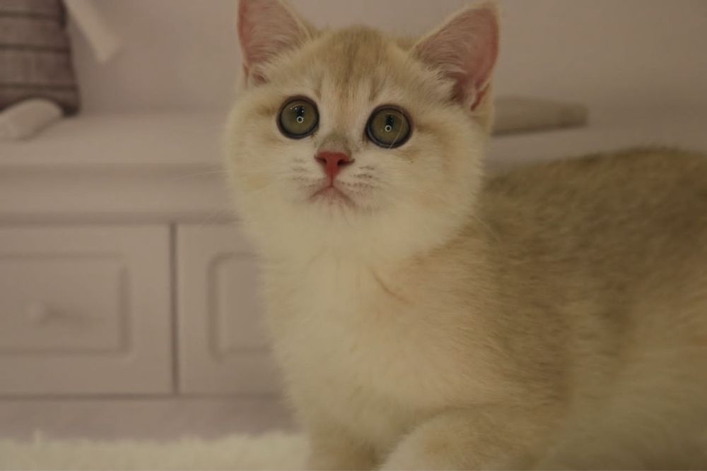 Девочка ау12 британка