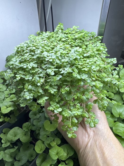 Продам солейролию! Детские слезы!