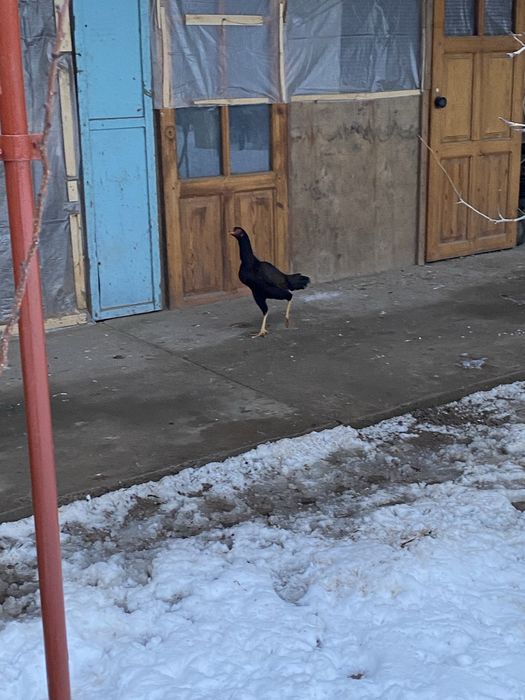 Дакан   Мекен  есть