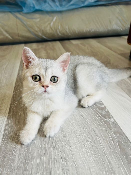 Qiz bola mushukcha sotiladi!