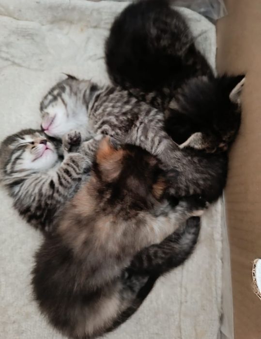 Отдам в добрые руки