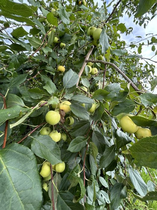 Продам дачу  в НЕПОТОПЛЯЕМОМ районе!!!Петропавловск