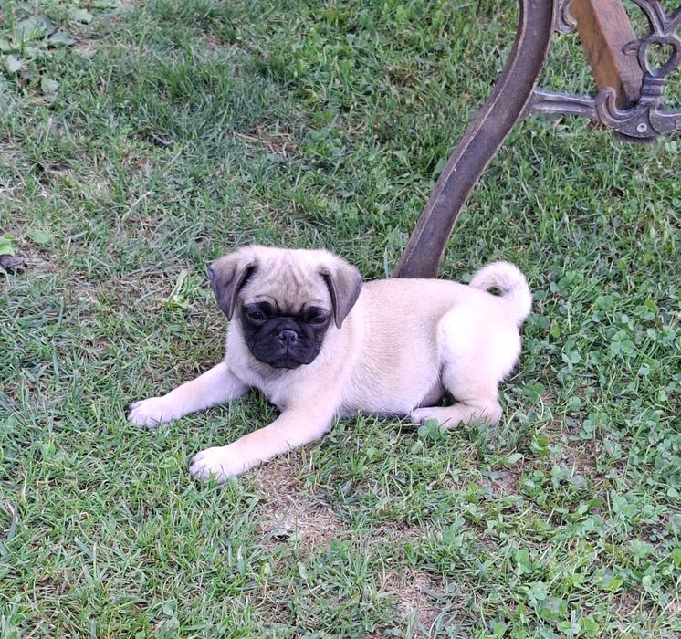 Mops pug transport in Ro si EU
