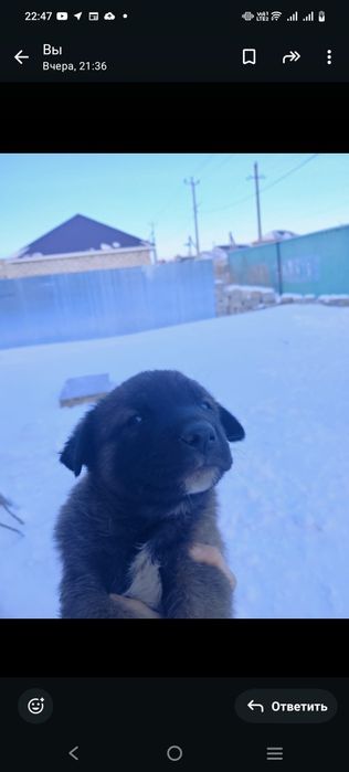 Отдам в хорошие руки