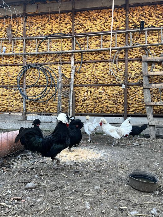 Vand motata olandeza