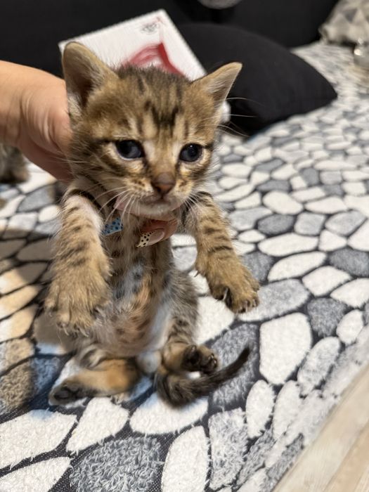 Подарявам котенца