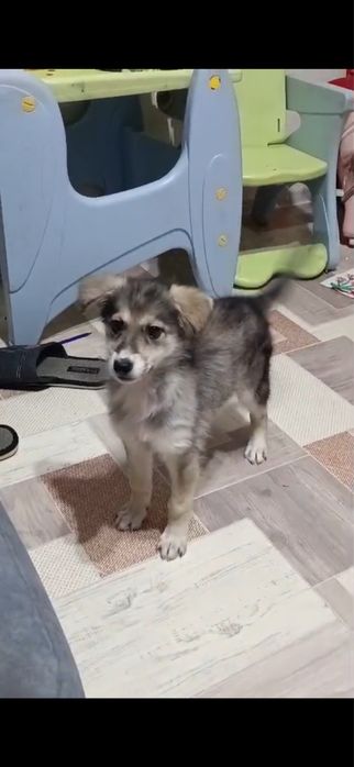 Ищет дом щенок девочка