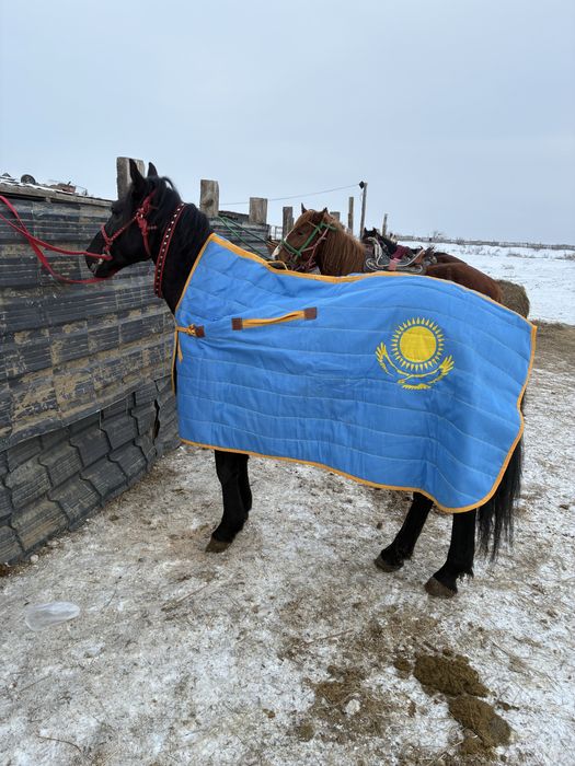 6 жасар айғыр сатылады, Продается жеребец