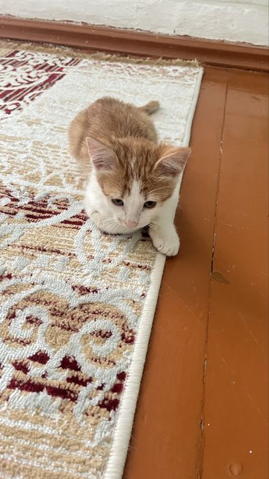 Отдам в добрые руки котенка . Пол: мальчик.