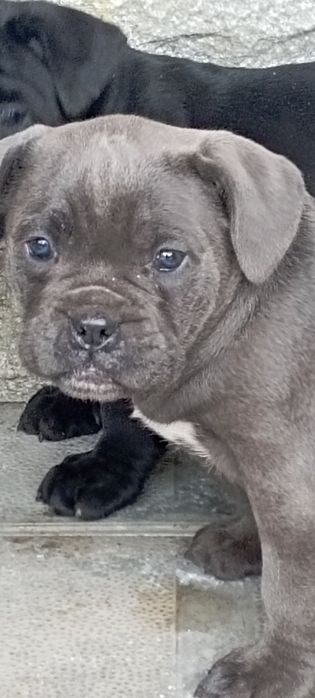 Малки Кане Корсо