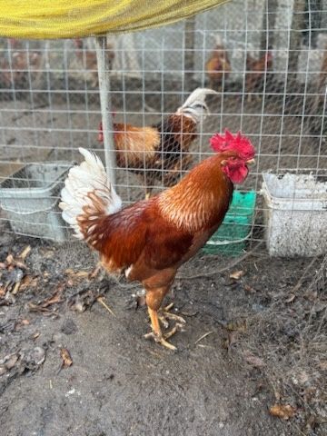 Продавам петли       .