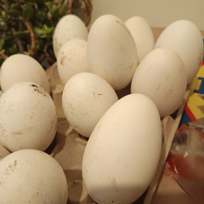 Vând gâște și ouă pentru incubat