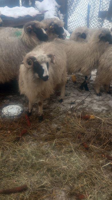 Vând /schimb berbecuț miel din primăvară
