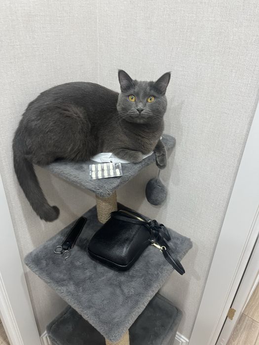 Срочно отдам кота