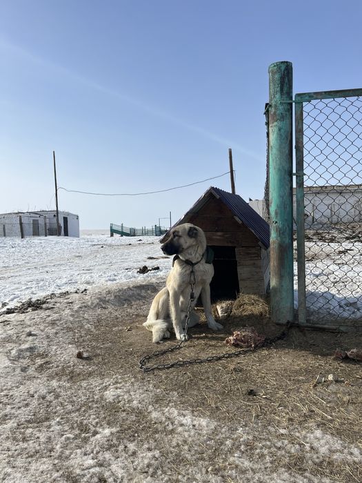 Продам щенят Кангал