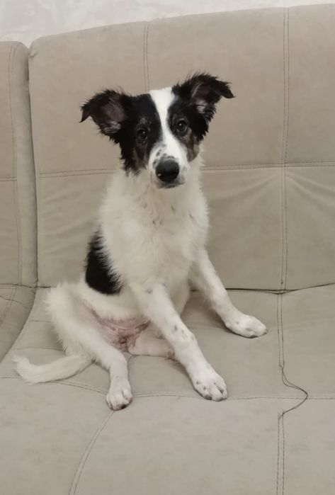 Отдам в добрые надёжные руки