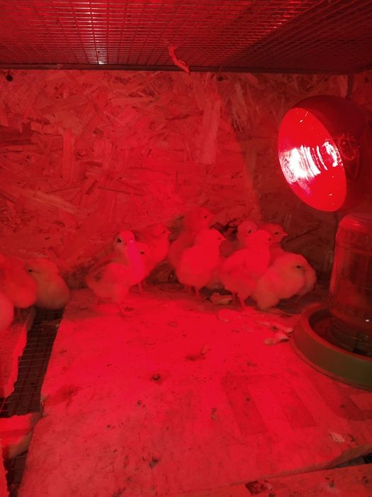 Продам Циплят несушки