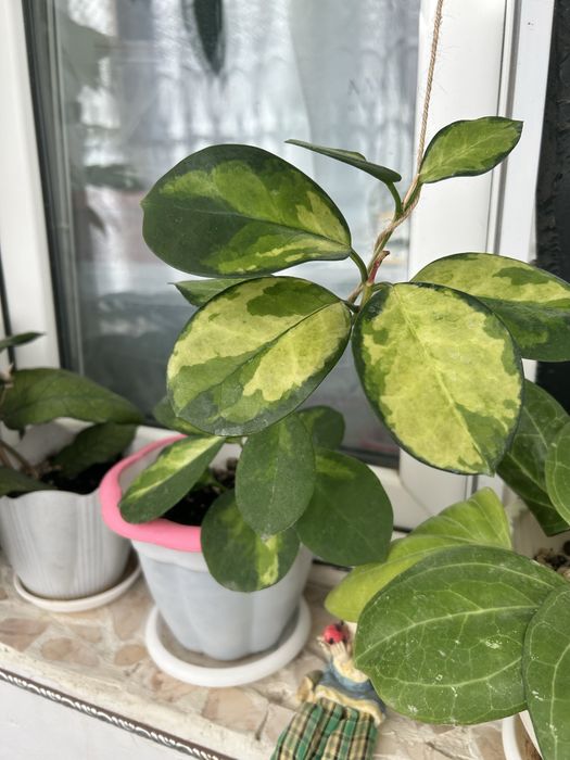 Комнатные цветы и отростки