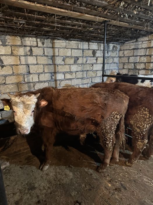 Откорм Бұқа сатылады