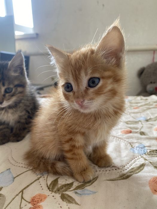 Отдаю котят в добрые руки