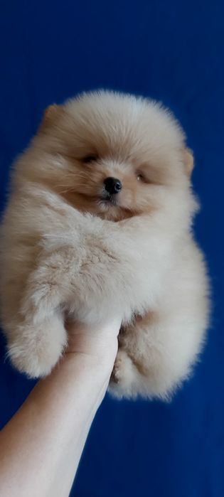 Шпиц мальчик кремовый