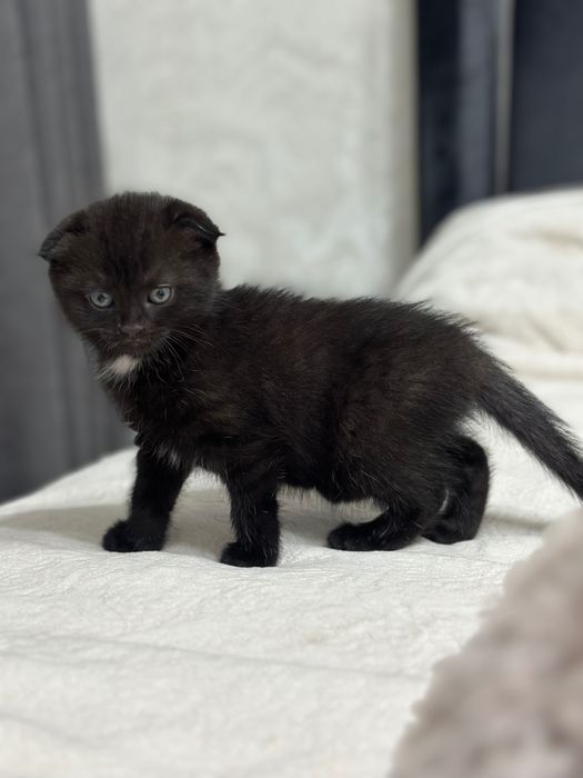 Котята шотландской кошки девочки