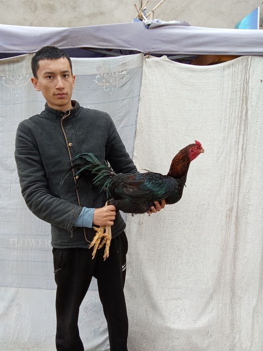 Dakan xoʻroz zoti yaxshi