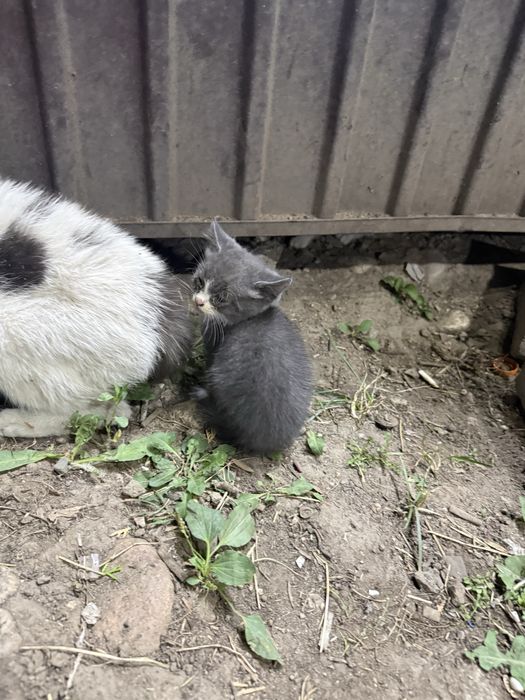 Маленькие Котята ищут Дом