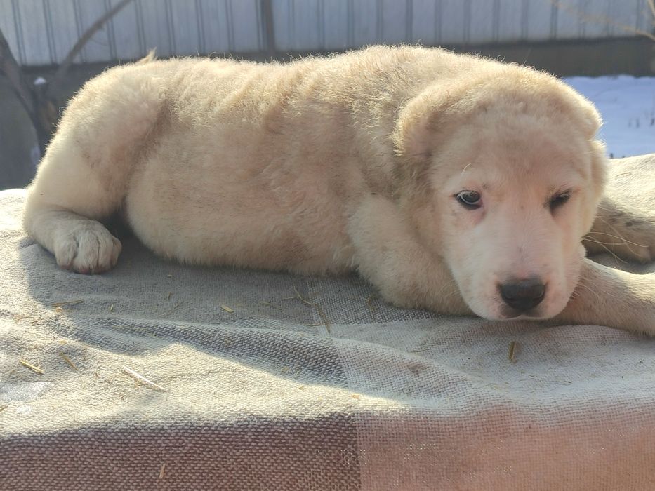 Шикарные породные щенки САО