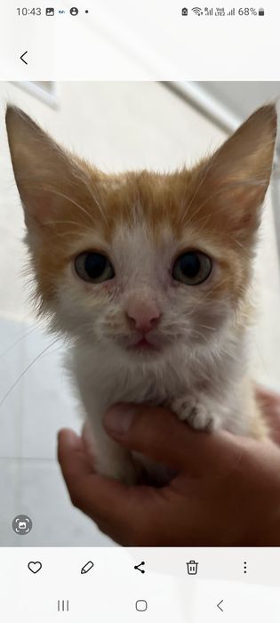 Отдам домашних котят в добрые руки