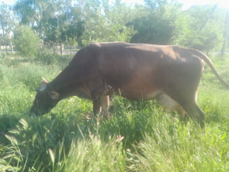 Продам Карову!!!