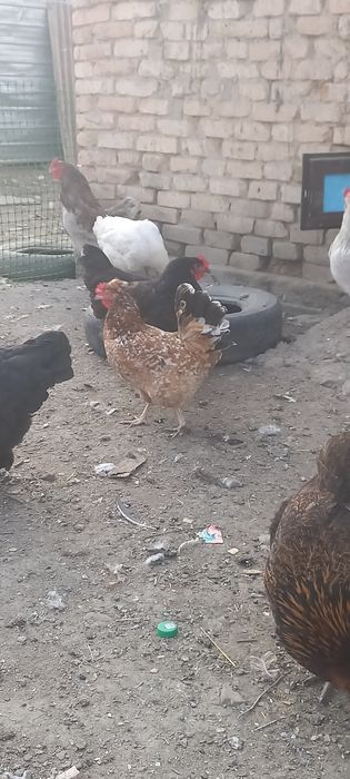 Продам семью хохлатых кур