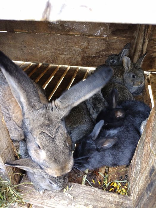 Pui iepure uriaș german