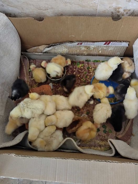 Oua de gaina pt consum sau incubat