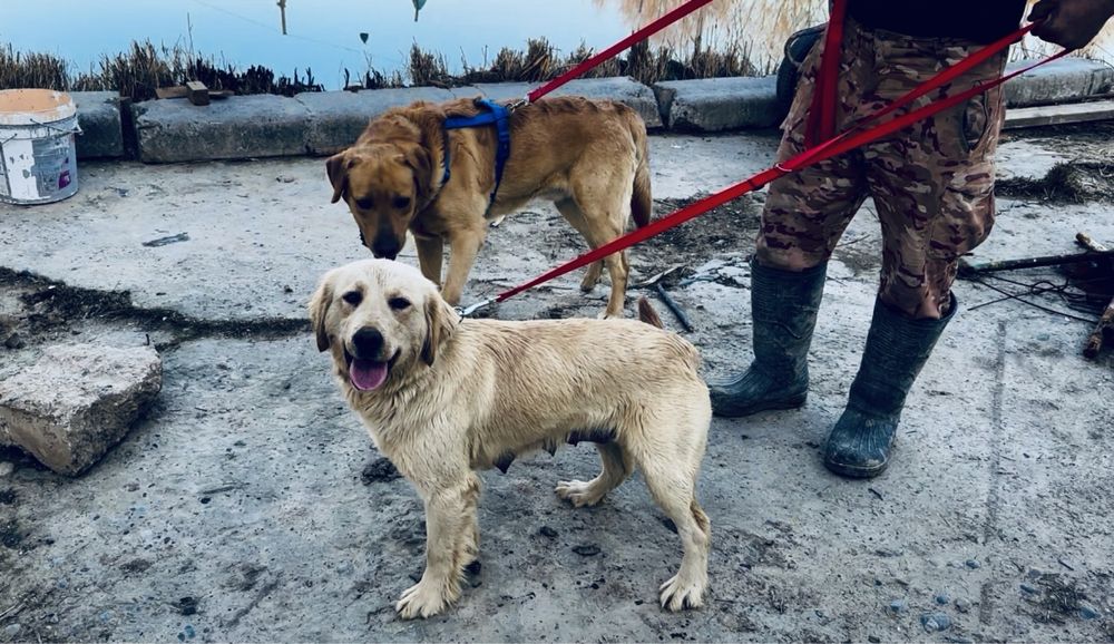 Labrador Лабрадор 30.08.24 родились