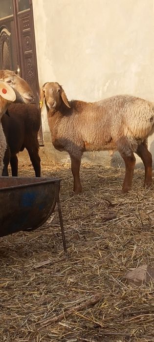 Arashan qoʻchqorlar sotiladi