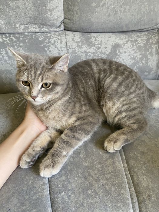 Грей (под цвет шерсти)