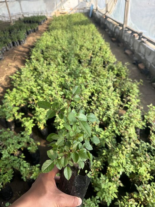 Саженцы Розы 9 видов