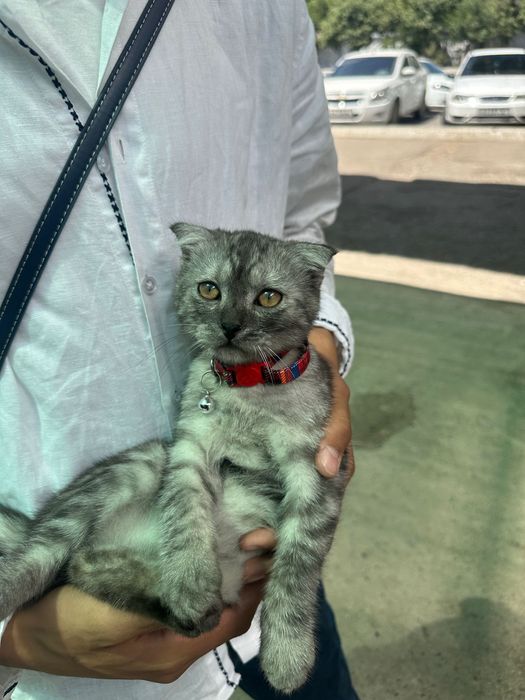 Shatlaniskik veslauxa