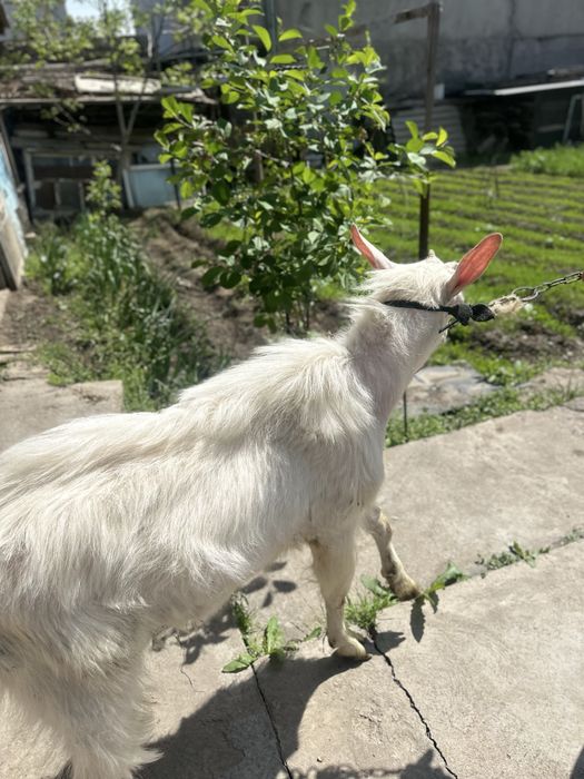 Echki sotiladi | chirchiq oqqovoq