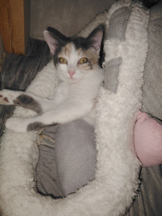 Отдам красивого котёнка (девочка)