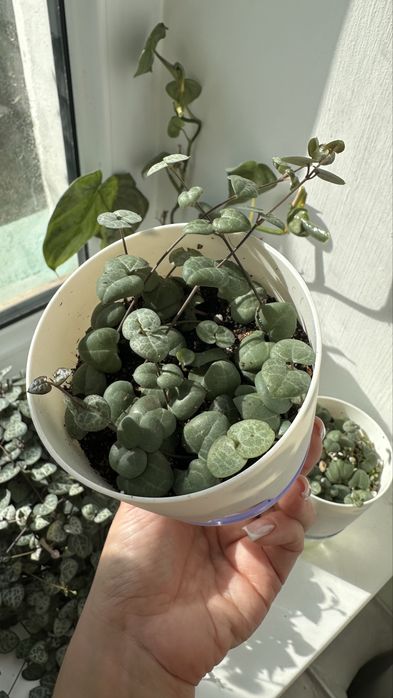 Церопегия Вуда/Вуди растение